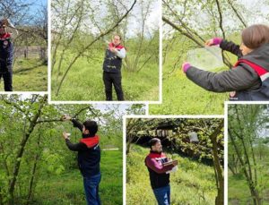 Fındık Bahçelerinde Tehlike Büyüyor: Düzce’de Kokarca Takibi Başladı